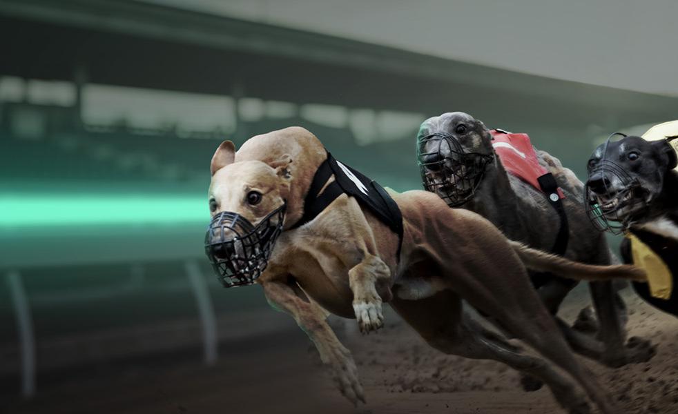 Fixed Price on Greyhounds